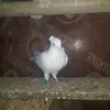 mo_stafa126