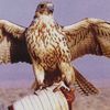al.naif06