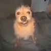 thesharpesttttt