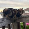 meowmeowcharlotte