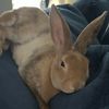 remtherabbit