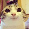 darri_sushi