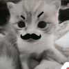 .sh1esvle