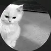 josha_n1