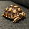 shelldon0901