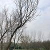 sunnysunny209_0