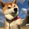 ADogDrama