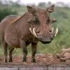 sandile90163