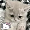 _pm.meow_