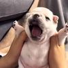 pibbygabe