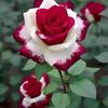 md.hafijul.sorkar44