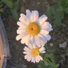 thelastdaisy