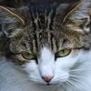 CCatDrama