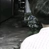 yainidiki_19