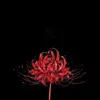 spiderlily0819
