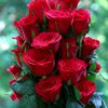 muskan_khan7232