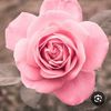 shahed8212