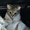 twylatheowl