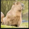 capybara_zzz1