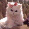 maram9137