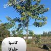user8723876941491