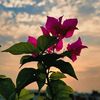 sonali.akter068