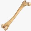 bonepersons