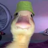 guixrr