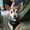 spock_the_chi