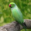 parrots 🦜