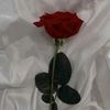 user1803605638800