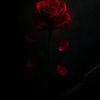 rolitas_de_la_vida