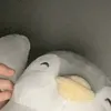 gbzingbzin8
