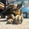 puzzle pup