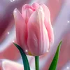 hong.tham.hong.th0