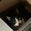 cat.in.a.box7