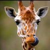 i.am.very.tall.is.better