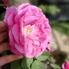 prin_664
