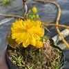huynhnhumaivang_bonsai71