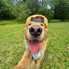 snappypaws3