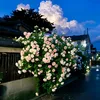 kory_1106