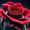 ahmed.hmod4555