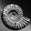 fossil885