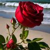 t__m__305