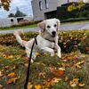stella.pupreme