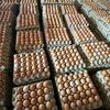 JP -FARMS🥚🥚🐣