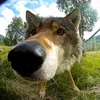 wolfonpaw.z