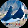 ahsankhan85621