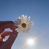jannatiflower