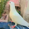 user4412718114880